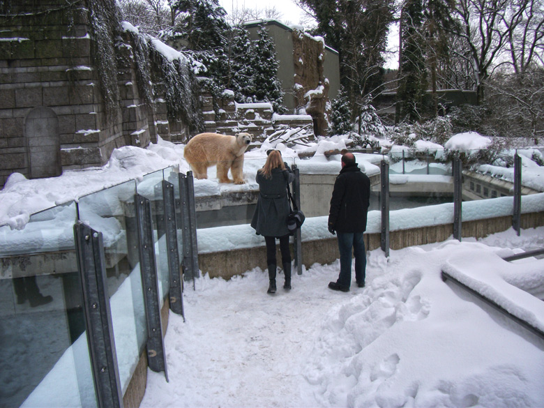 Eisbär Lars im Zoologischen Garten Wuppertal am 28. Dezember 2010