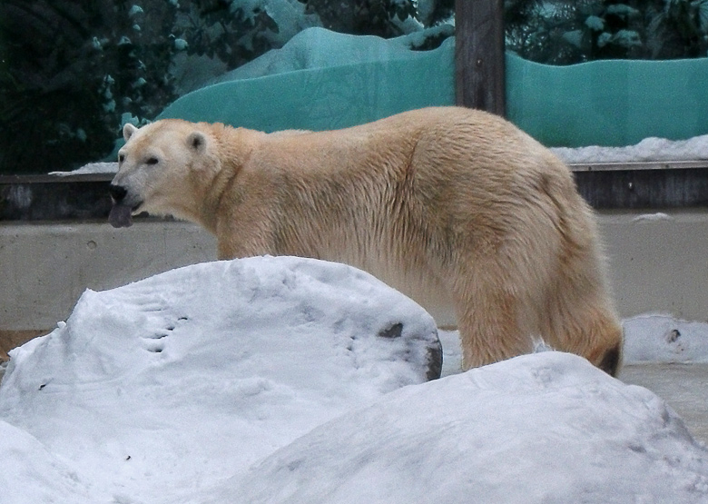 Eisbärin Vilma im Zoo Wuppertal am 28. Dezember 2010