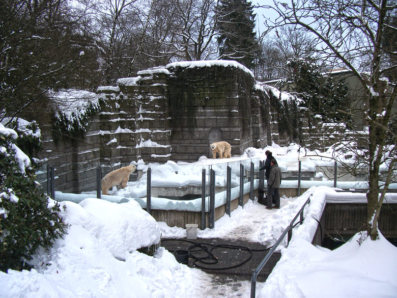 Eisbär Lars und Eisbärin Vilma im Zoologischen Garten Wuppertal am 29. Dezember 2010