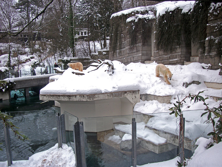 Eisbär Lars und Eisbärin Vilma im Zoo Wuppertal am 29. Dezember 2010