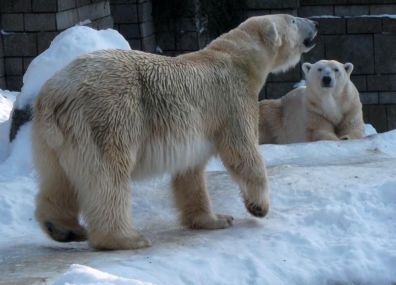 Eisbärin Vilma und Eisbär Lars am 30. Dezember 2010 im Wuppertaler Zoo