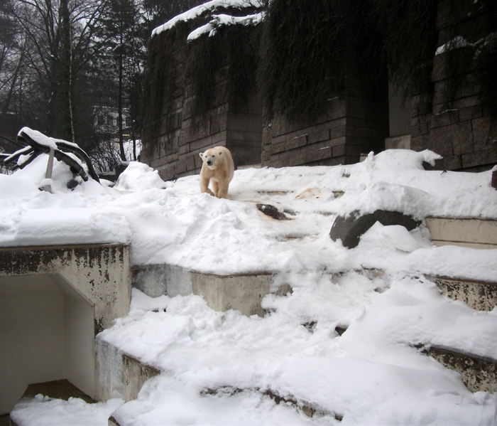 Eisbärin Vilma am 1. Januar 2011 im Wuppertaler Zoo