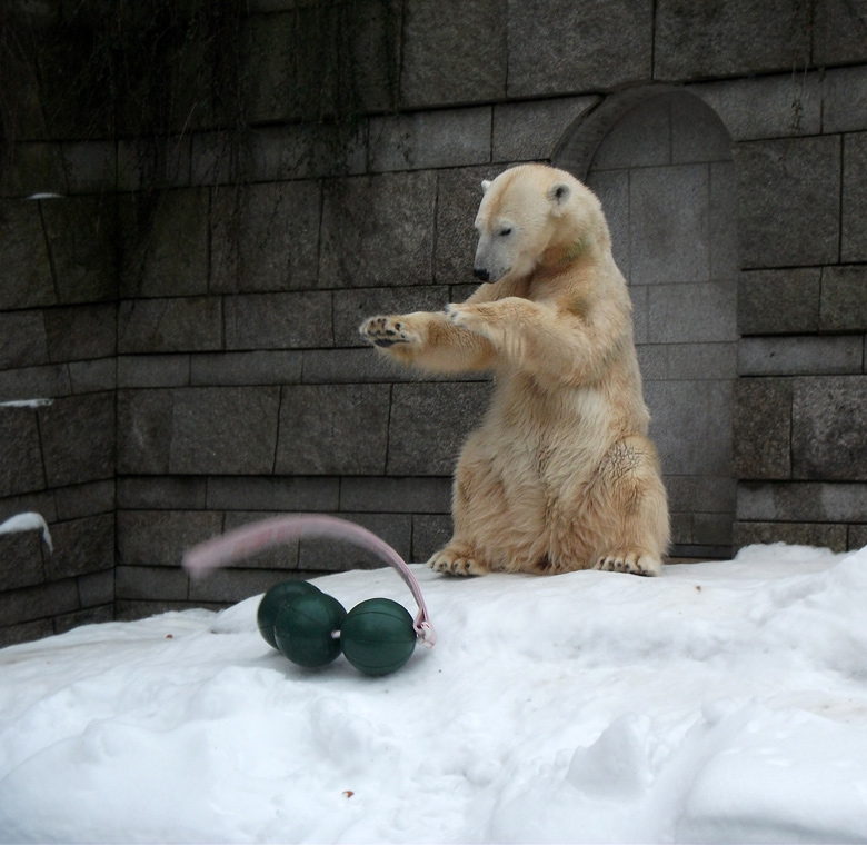 Eisbärin Vilma mit Aussie Dog Spielzeug am 2. Januar 2011 im Zoologischen Garten Wuppertal