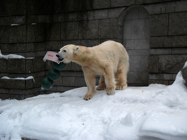 Eisbärin Vilma mit Aussie Dog Spielzeug am 2. Januar 2011 im Zoo Wuppertal