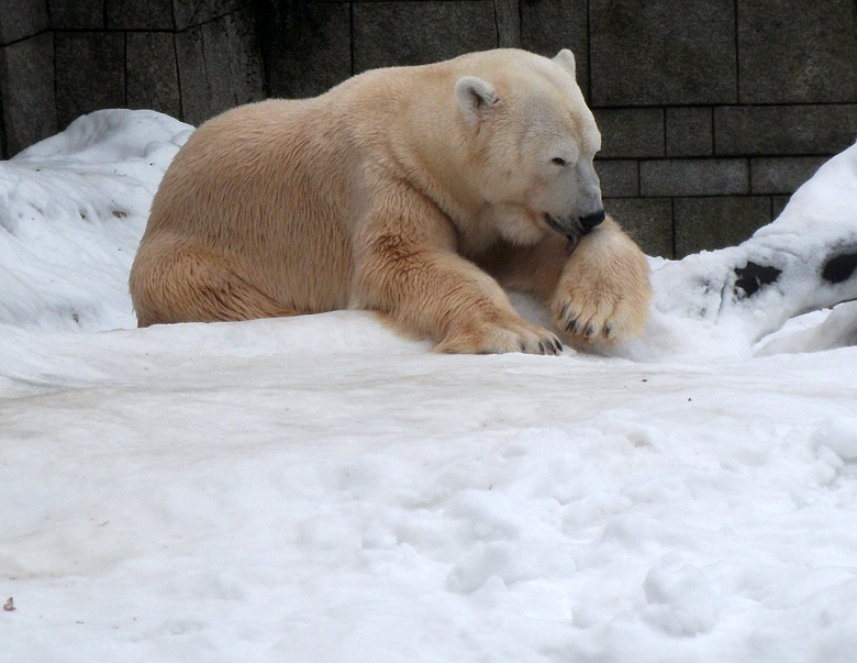 Eisbär Lars am 2. Januar 2011 im Wuppertaler Zoo