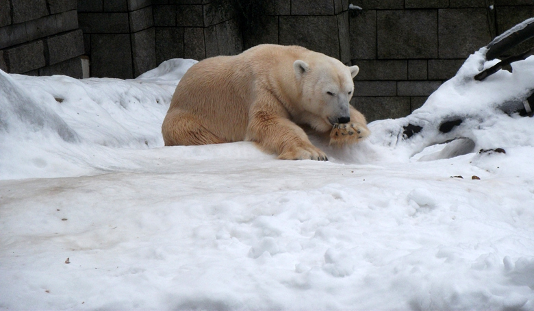 Eisbär Lars am am 2. Januar 2011 im Zoo Wuppertal