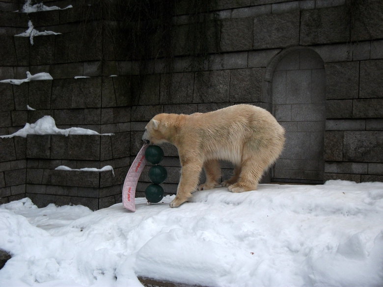 Eisbärin Vilma mit Aussie Dog Spielzeug am 2. Januar 2011 im Wuppertaler Zoo