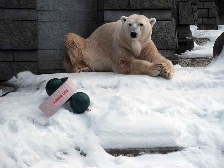 Eisbär Lars am 2. Januar 2011 im Zoologischen Garten Wuppertal