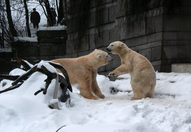 Eisbär Lars und Eisbärin Vilma am 2. Januar 2011 im Zoologischen Garten Wuppertal