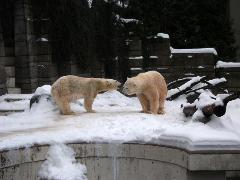 Eisbärin Vilma und Eisbär Lars am 2. Januar 2011 im Zoologischen Garten Wuppertal