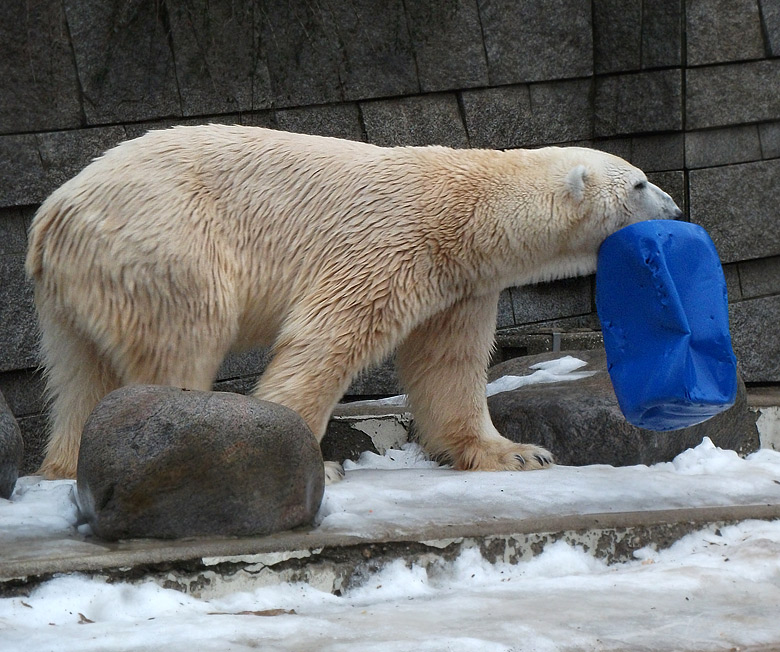 Eisbär Lars mit blauer Tonne am 8. Januar 2011 im Zoologischen Garten Wuppertal