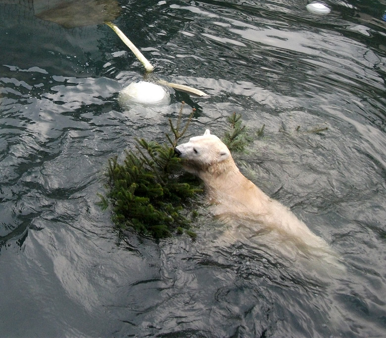 Eisbär Lars mit Tannenbaum im Wasser am 8. Januar 2011 im Zoo Wuppertal