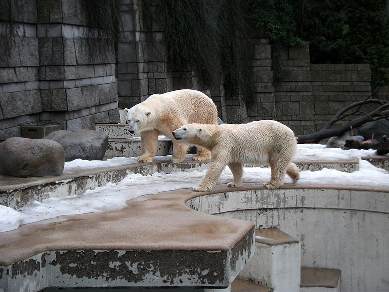 Eisbär Lars und Eisbärin Vilma am 9. Januar 2011 im Zoo Wuppertal