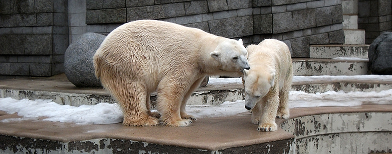 Eisbär Lars und Eisbärin Vilma am 9. Januar 2011 im Zoologischen Garten Wuppertal