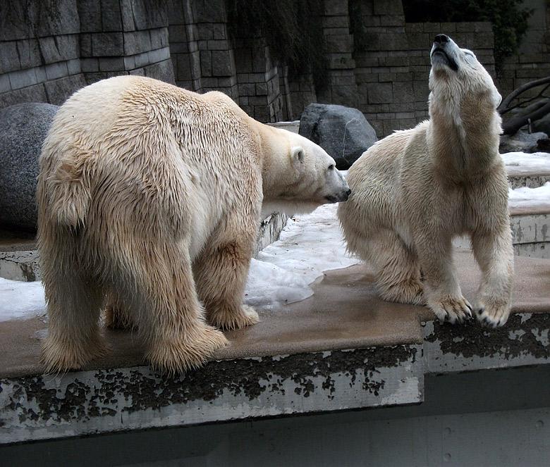 Eisbär Lars und Eisbärin Vilma am 9. Januar 2011 im Wuppertaler Zoo