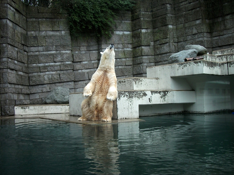 Eisbär Lars am 9. Januar 2011 im Wuppertaler Zoo