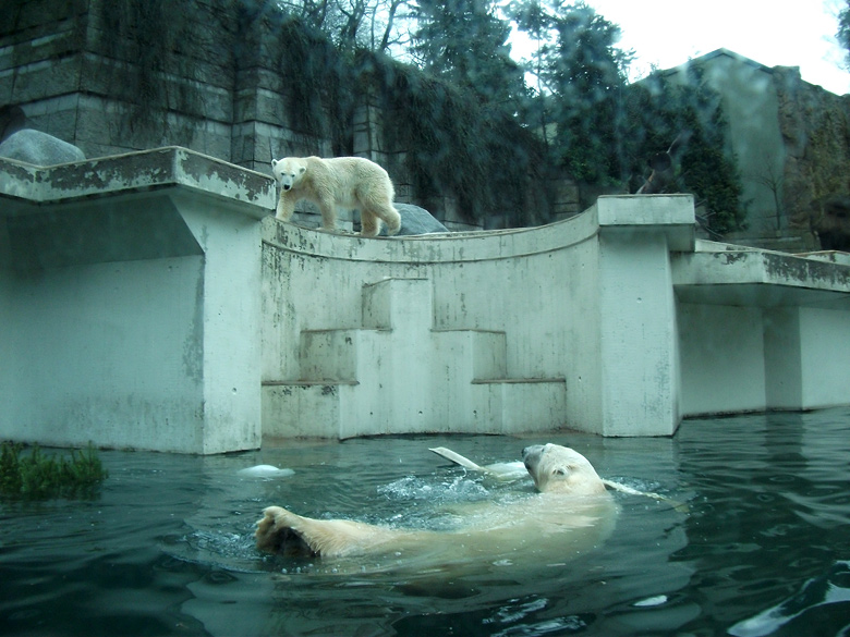 Eisbär Lars im Wasser am 9. Januar 2011 im Zoo Wuppertal