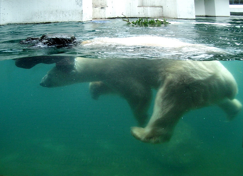 Eisbär Lars unter Wasser am 9. Januar 2011 im Wuppertaler Zoo