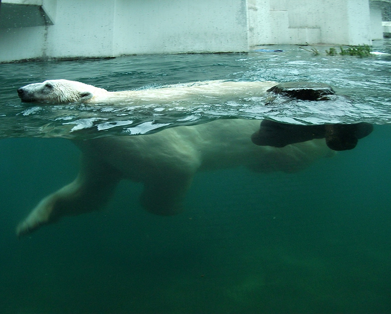 Eisbär Lars im Wasser am 9. Januar 2011 im Zoo Wuppertal