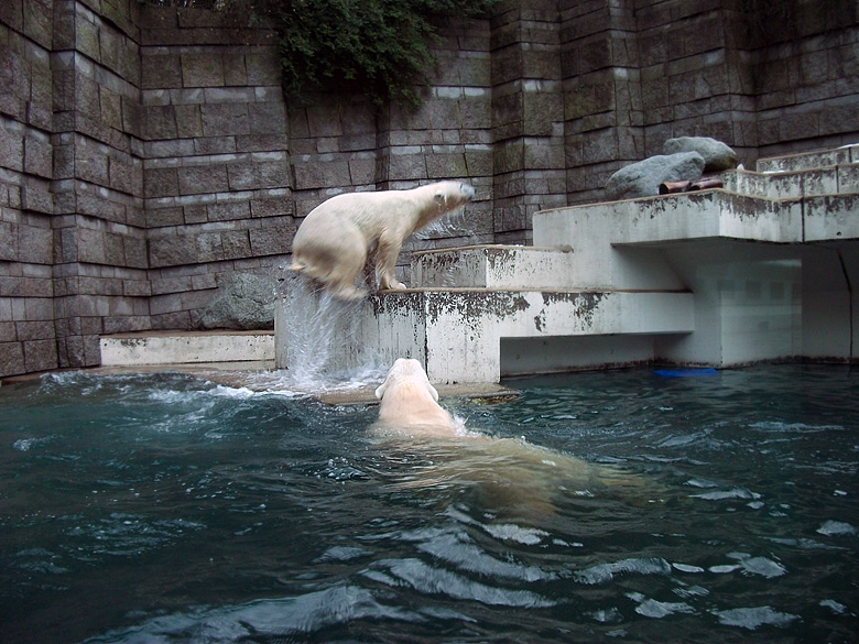 Eisbärin Vilma stieg am 9. Januar 2011 im Zoologischen Garten Wuppertal tropfnass aus dem Wasser
