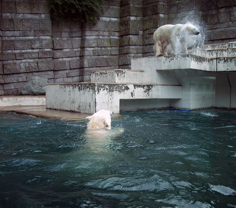 Eisbärin Vilma schüttelte sich am 9. Januar 2011 im Wuppertaler Zoo das Wasser aus dem Fell