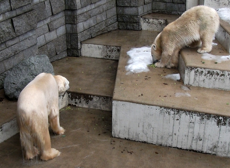 Weintrauben für die Eisbären am 9. Januar 2011 im Zoologischen Garten Wuppertal