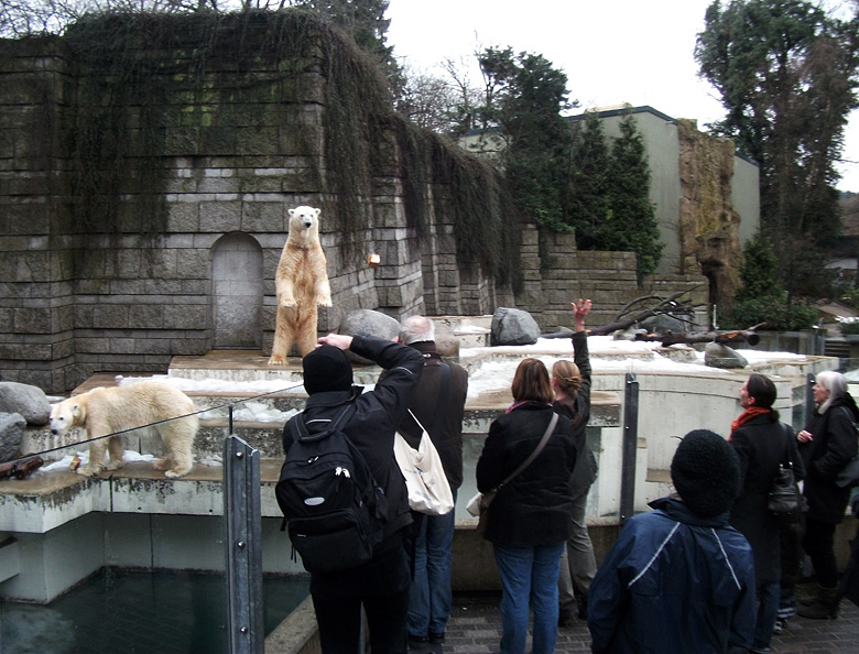 Eisbär Lars wartete am 9. Januar 2011 im Wuppertaler Zoo auf das fliegende Brot