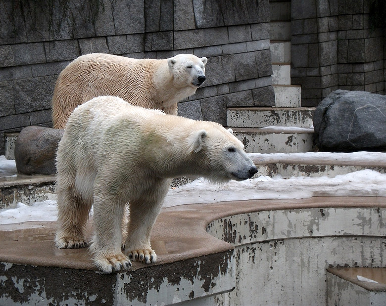 Eisbärin Vilma und Eisbär Lars am 9. Januar 2011 im Zoologischen Garten Wuppertal