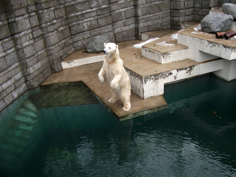 Eisbärin Vilma schaute nach der Tierpflegerin am 9. Januar 2011 im Zoo Wuppertal