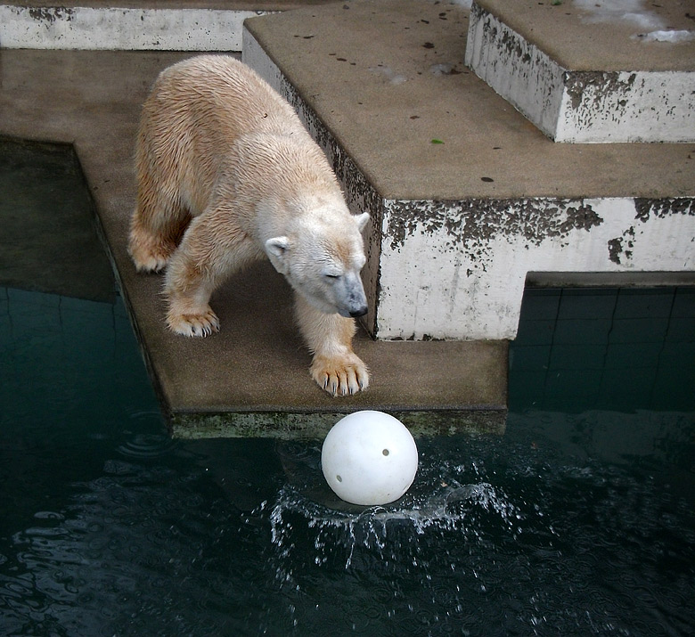 Eisbär Lars mit Ball am 9. Januar 2011 im Wuppertaler Zoo