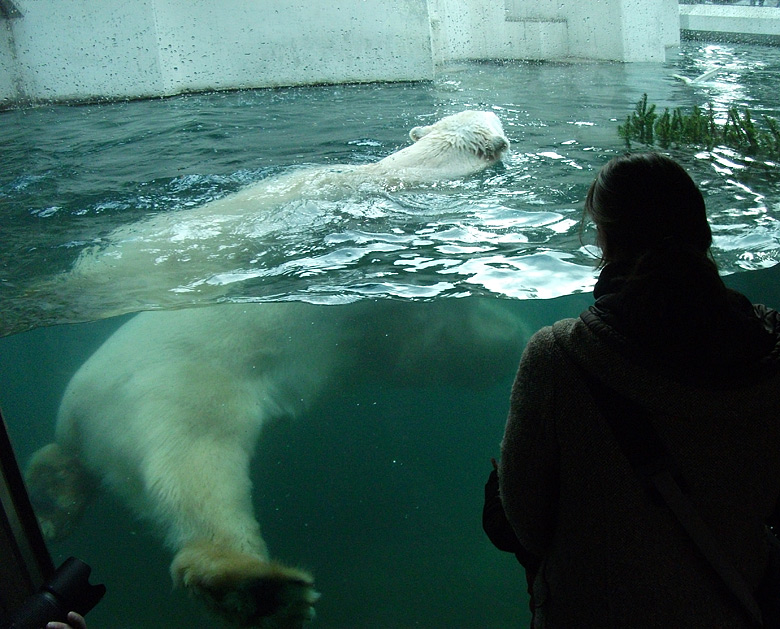 Eisbär Lars im Wasser am 9. Januar 2011 im Wuppertaler Zoo