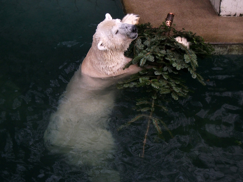 Eisbär Lars mit Tannenbaum im Wasser am 9. Januar 2011 im Zoologischen Garten Wuppertal
