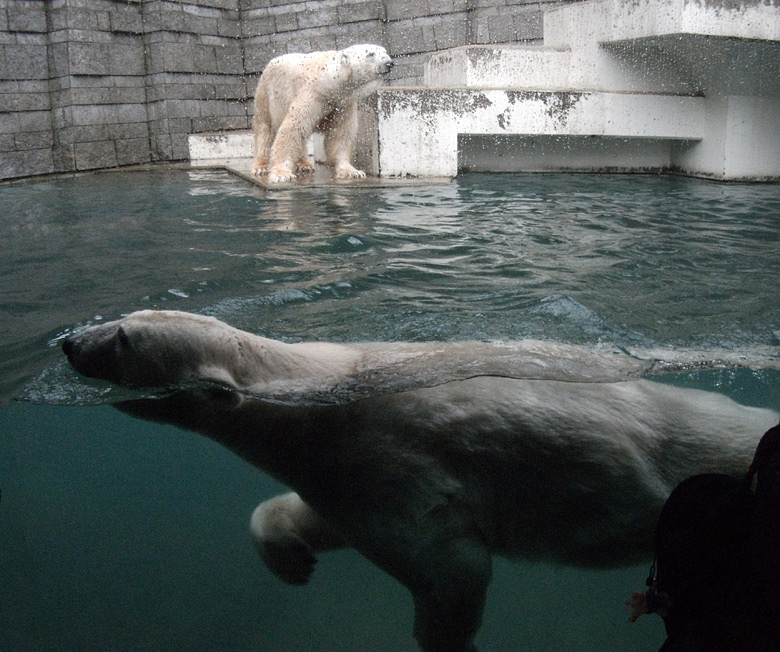 Eisbärin Vilma im Wasser und Eisbär Lars am 15. Januar 2011 im Zoo Wuppertal