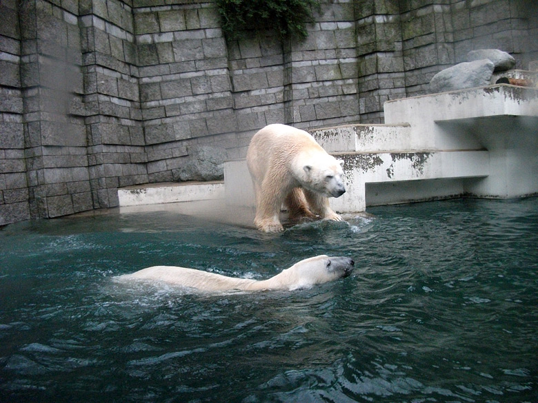 Eisbärin Vilma und Eisbär Lars am 15. Januar 2011 im Zoo Wuppertal