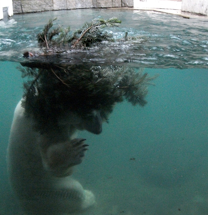 Eisbär Lars mit Tannenbaum im Wasser am 15. Januar 2011 im Zoo Wuppertal