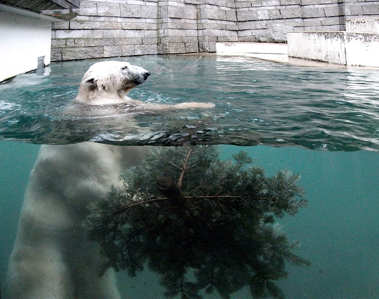 Eisbär Lars mit Tannenbaum im Wasser am 15. Januar 2011 im Wuppertaler Zoo