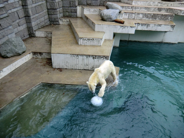 Eisbärin Vilma am 5. Februar 2011 im Wuppertaler Zoo