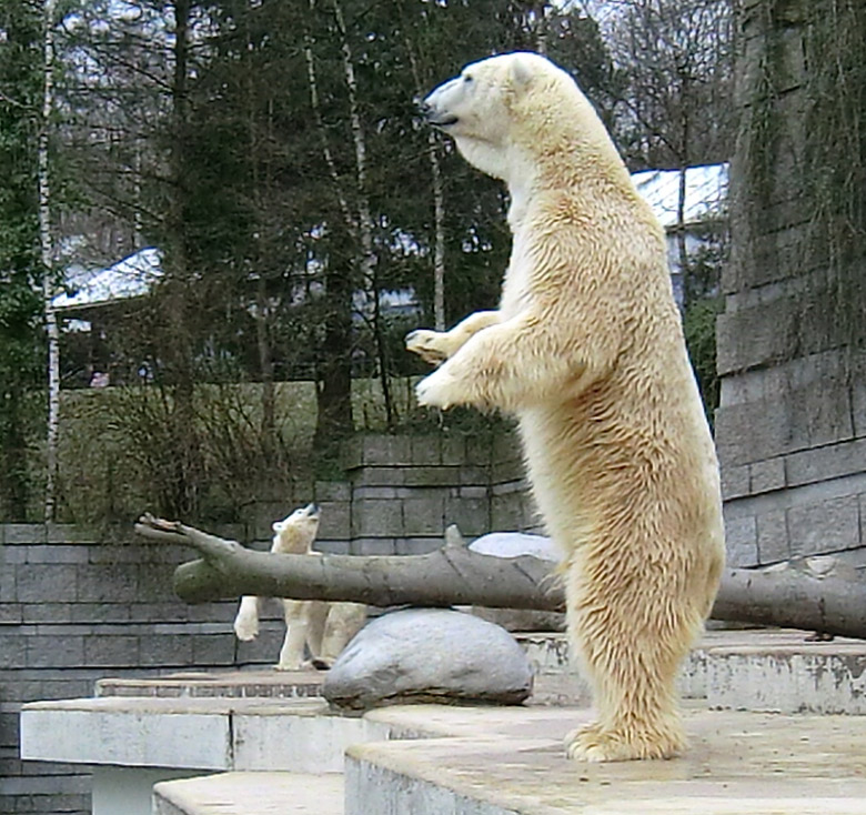 Eisbär Lars am 6. Februar 2011 im Zoo Wuppertal