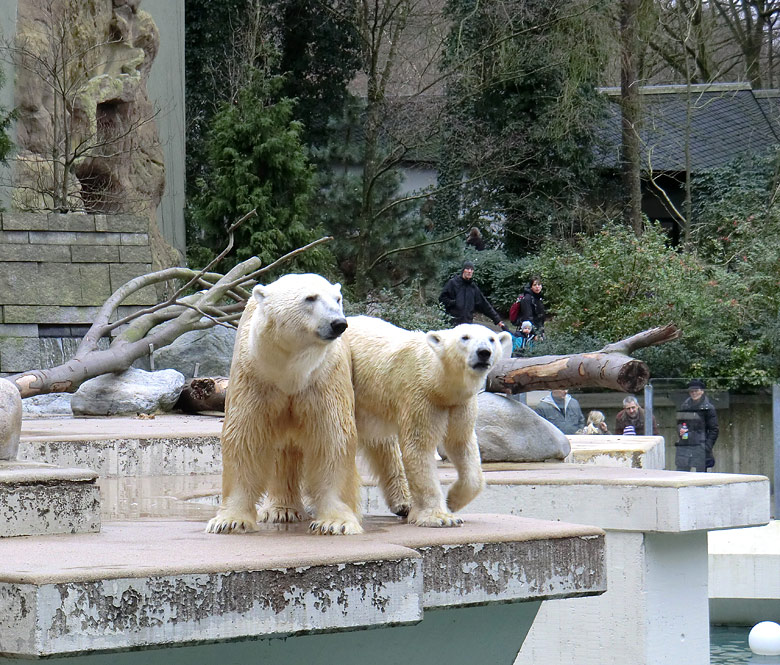 Eisbär Lars und Eisbärin Vilma am 6. Februar 2011 im Zoologischen Garten Wuppertal