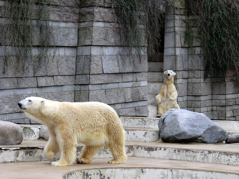 Eisbär Lars und Eisbärin Vilma am 6. Februar 2011 im Zoo Wuppertal