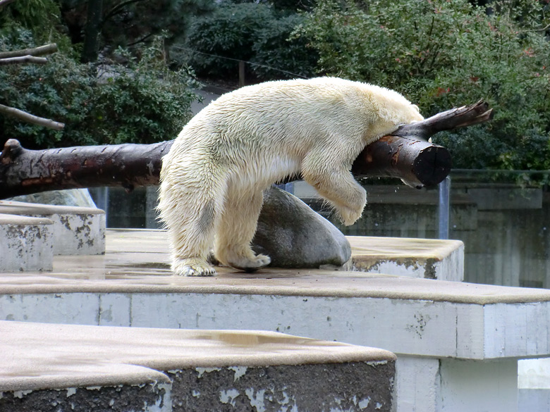 Eisbärin Vilma am 13. Februar 2011 im Zoo Wuppertal