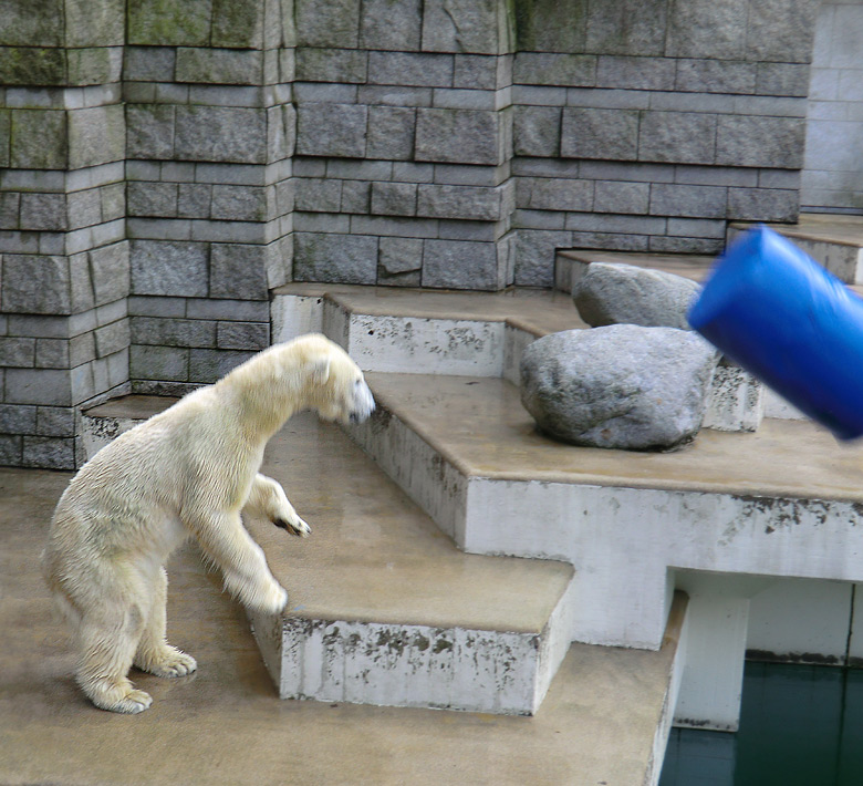 Eisbärin Vilma am 13. Februar 2011 im Wuppertaler Zoo