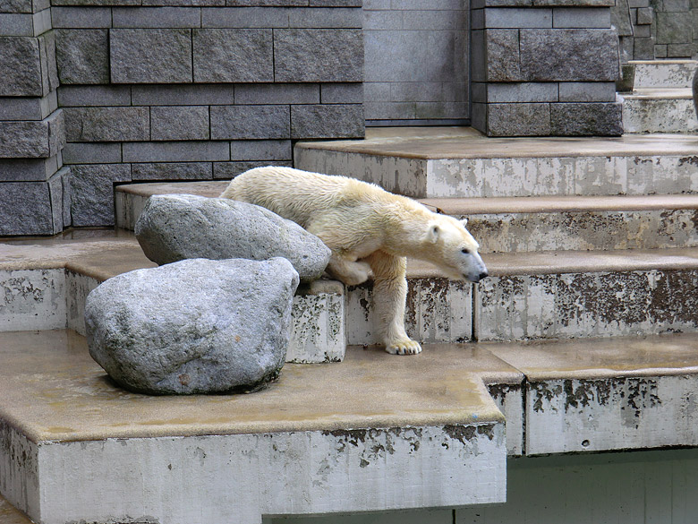 Eisbärin Vilma am 20. Februar 2011 im Wuppertaler Zoo
