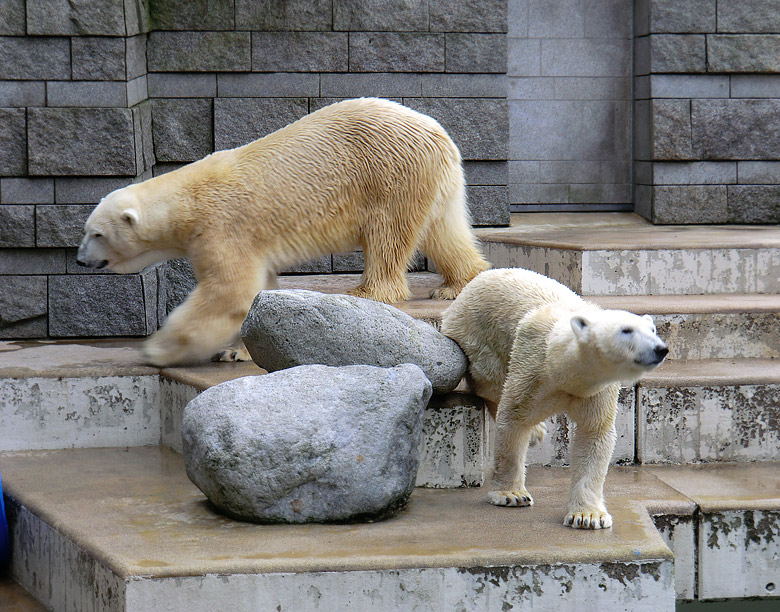 Eisbär Lars und Eisbärin Vilma am 20. Februar 2011 im Zoologischen Garten Wuppertal