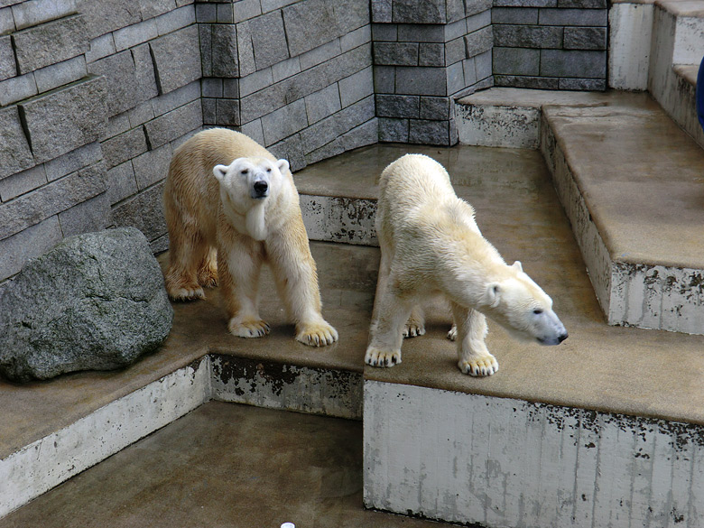Eisbär Lars und Eisbärin Vilma am 20. Februar 2011 im Wuppertaler Zoo