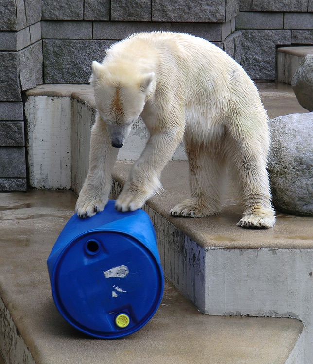 Eisbärin Vilma am 20. Februar 2011 im Zoo Wuppertal