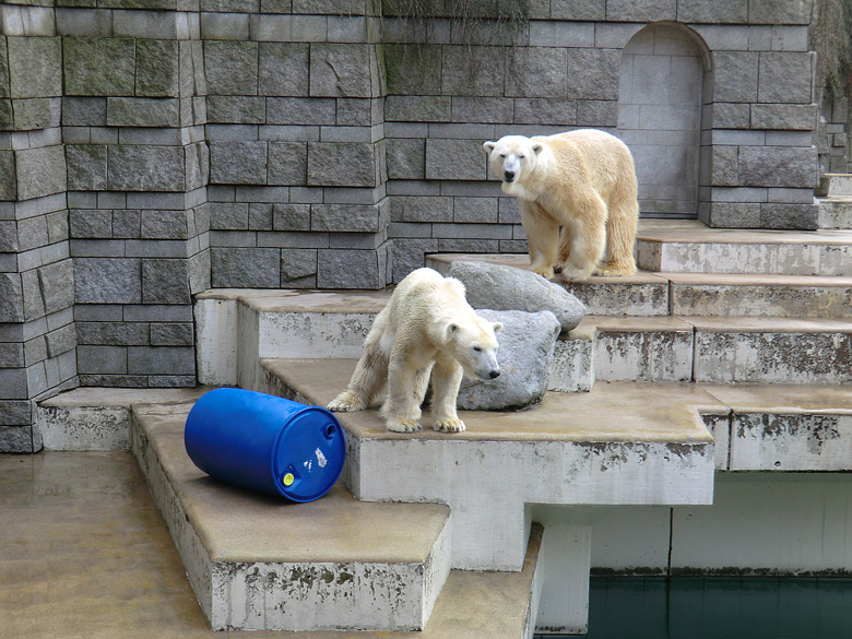 Eisbärin Vilma und Eisbär Lars am 20. Februar 2011 im Zoologischen Garten Wuppertal