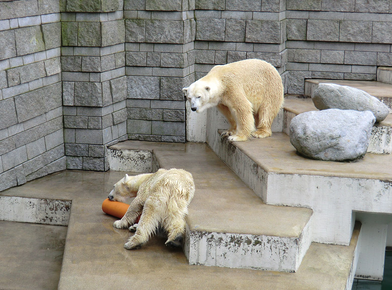 Eisbärin Vilma und Eisbär Lars am 26. Februar 2011 im Wuppertaler Zoo