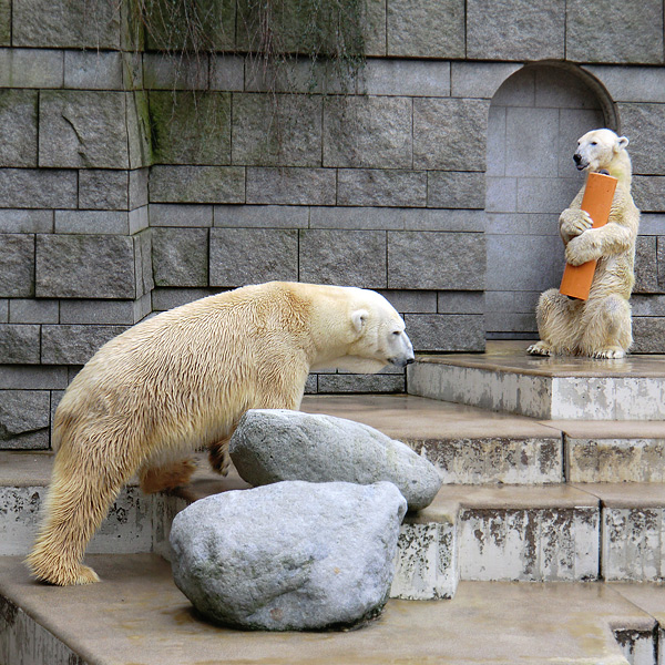 Eisbären am 26. Februar 2011 im Wuppertaler Zoo