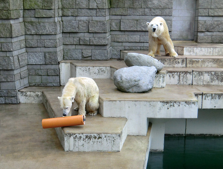 Eisbärin Vilma und Eisbär Lars am 26. Februar 2011 im Zoologischen Garten Wuppertal